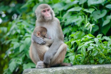 Swayambunath temple yakınındaki oynak maymunlar
