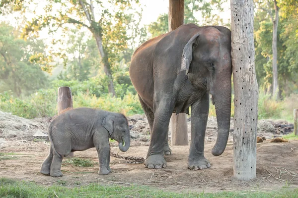 Fattoria dell'elefante vicino al parco nazionale di Chitwan in Nepal — Foto Stock