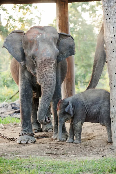 Fattoria dell'elefante vicino al parco nazionale di Chitwan in Nepal — Foto Stock