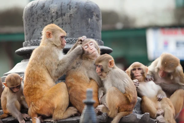 Грайливий мавп біля храму Swayambunath — стокове фото