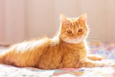 Kırmızı tüylü kedi.