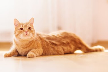 Kırmızı tüylü kedi.