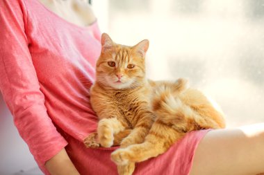 Kırmızı tüylü kedi.