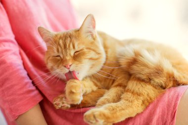 Kırmızı tüylü kedi.