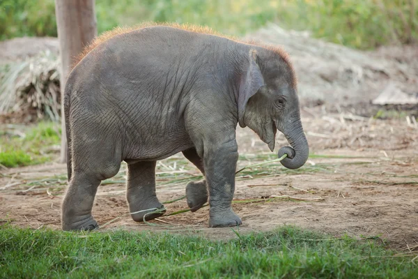 Ferme d'éléphants près du parc national de Chitwan au Népal — Photo