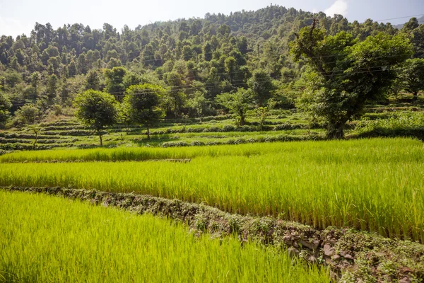 Terrazas con arrozales verdes en Nepal — Foto de Stock