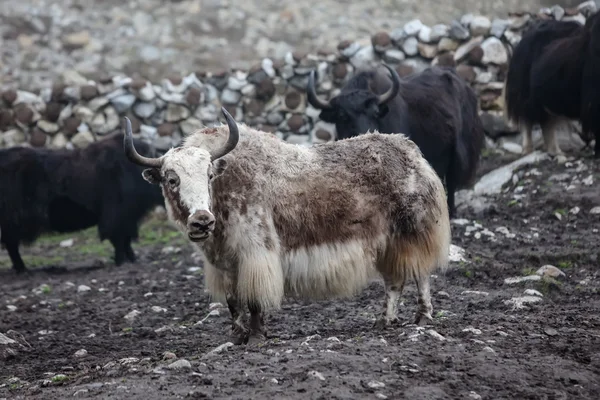 在牛群，尼泊尔的喜马拉雅牦牛 — 图库照片