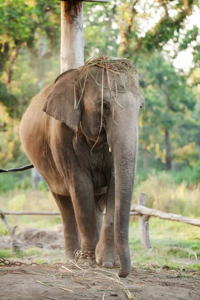 Fattoria dell'elefante vicino al parco nazionale di Chitwan in Nepal — Foto Stock