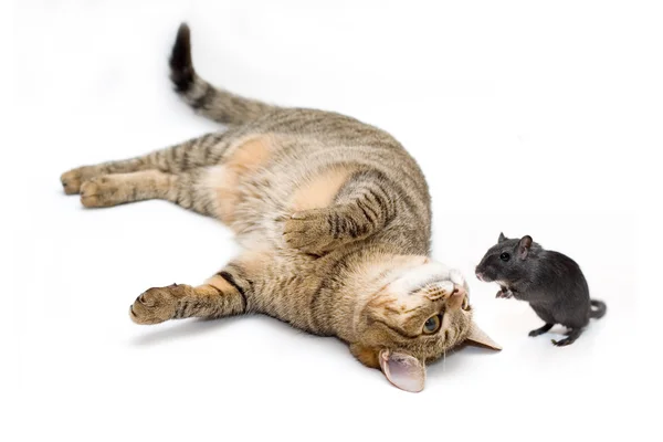 Kat jaagt op een muis — Stockfoto