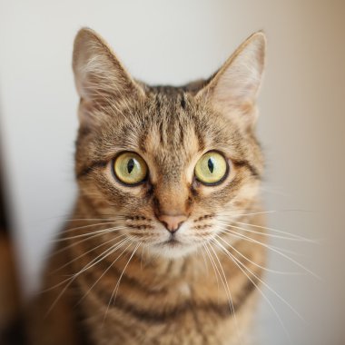 Gri kedi closeup fotoğraf makinesi vasıl arıyorsunuz