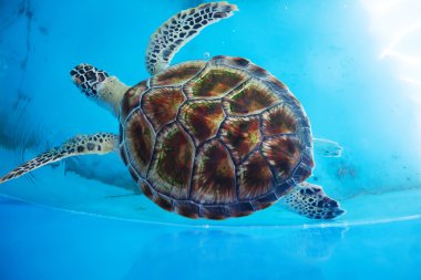 Yetişkin kaplumbağa Deniz kaplumbağaları koruma araştırma havuzunda yüzüyor