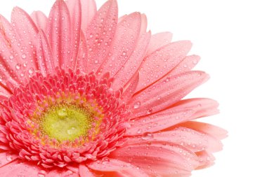 Su bir yaprağına bırakır. Yakın çekim