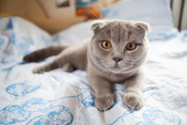 Gri kedi closeup fotoğraf makinesi vasıl arıyorsunuz