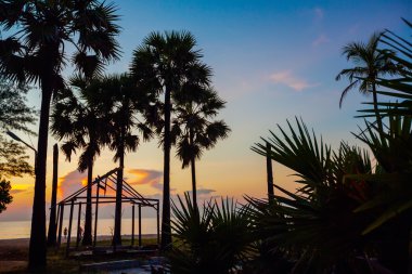 Sihlouette od palmiye ağaçları Sri Lanka sahil