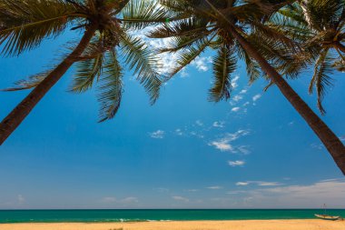 Sri Lanka tropikal sahilinde palmiye ağaçları
