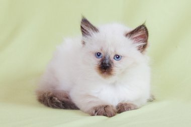 Bebek kedi closeup renkli toplarla oynuyor