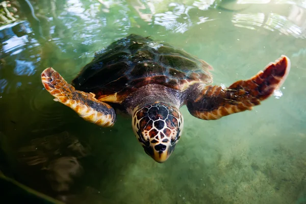 大人のカメ ウミガメ保全研究のプールで泳ぐ — ストック写真