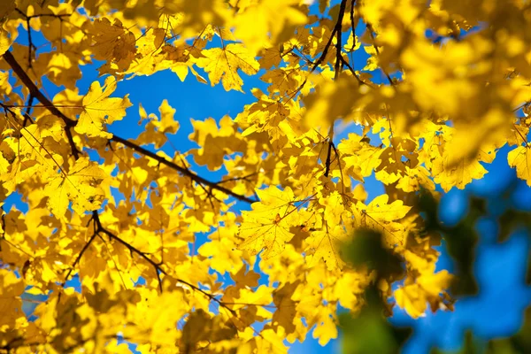 La luz del sol atraviesa el otoño hojas verdes y amarillas — Foto de Stock