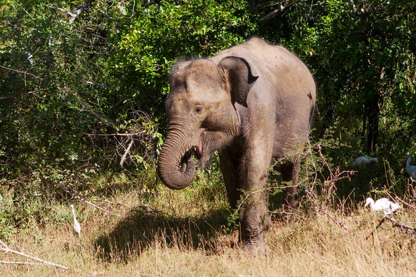 Famiglia di elefanti nel parco nazionale dello Sri Lanka — Foto Stock