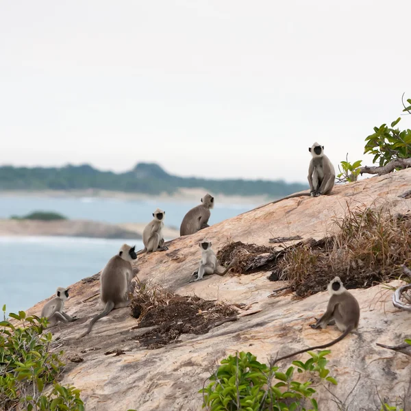 Sri Lanka ormanlarında maymunlar — Stok fotoğraf