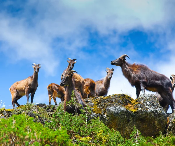 Wild goats in Himalaya mountains — Stock Photo, Image