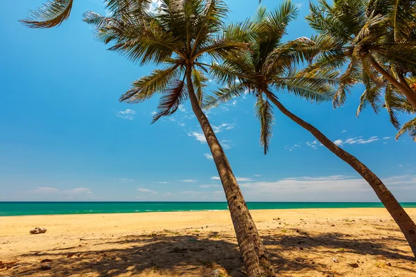 Пальмы на тропическом побережье Шри-Ланки — стоковое фото