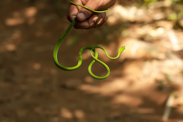 Guia leva cobra verde magro na mão na Floresta Sigharaja — Fotografia de Stock