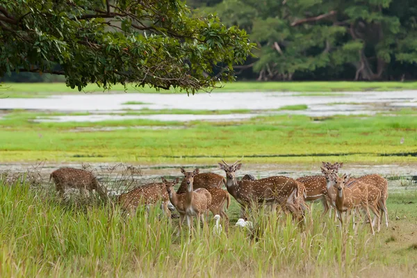 얄 라 국립 공원에서 스리랑카 축 사슴의 무리 — 스톡 사진