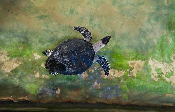 Tortuga adulta nada en piscina de investigación sobre conservación de tortugas marinas —  Fotos de Stock