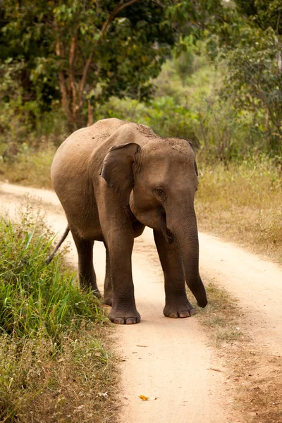 Famiglia di elefanti nel parco nazionale dello Sri Lanka — Foto Stock