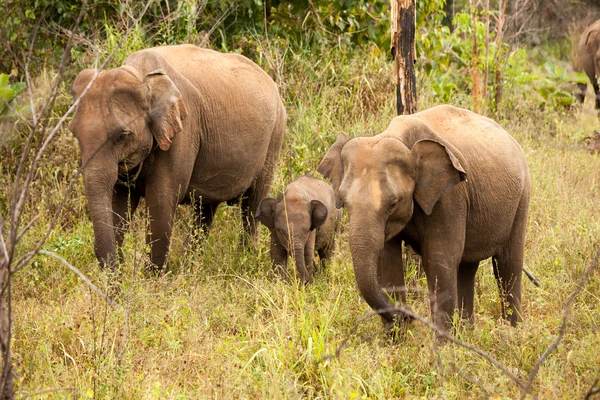 Un piccolo vitello elefante si nasconde dietro sua madre nella nazione di Yala — Foto Stock