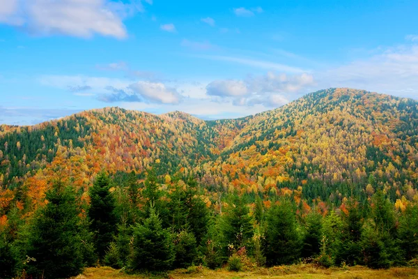 Bosque de otoño — Foto de Stock