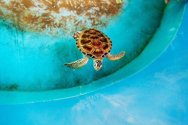 Adult turtle swims in pool of Sea Turtles Conservation Research