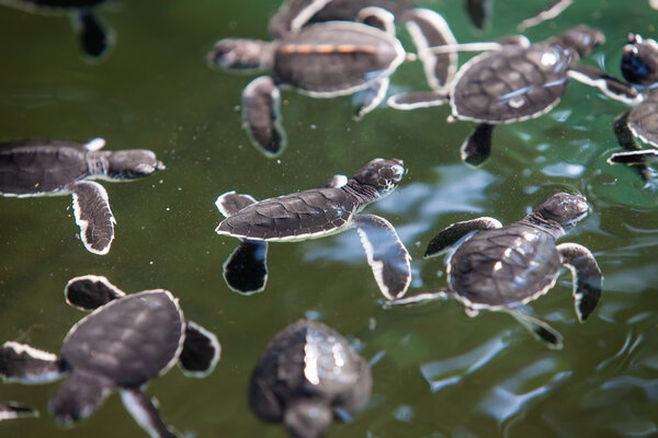 Newly hatched baby tortoise swim in pool at Sea Turtles Conserva