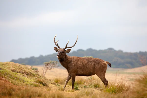 Sri Lankalı sambar geyiği Horton Plains Milli Parkı içinde