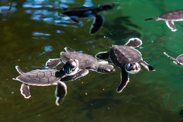 Newly hatched baby tortoise swim in pool at Sea Turtles Conserva