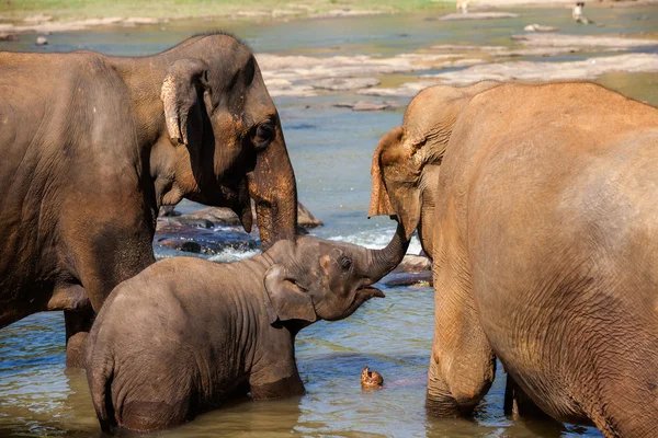 Elefanti dell'orfanotrofio Pinnawala che fanno il bagno nel fiume — Foto Stock