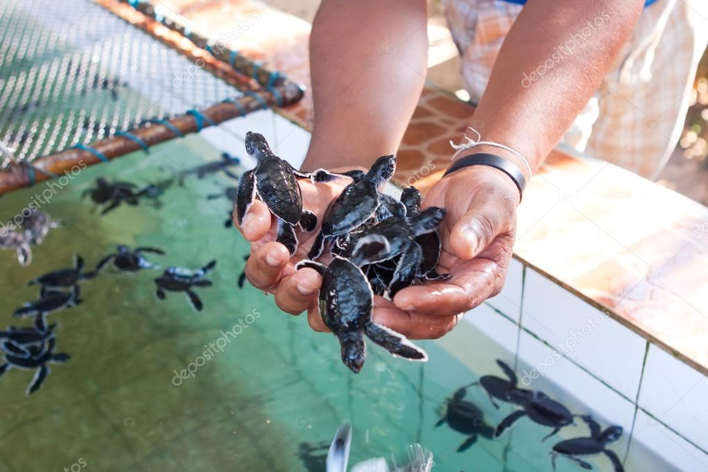 Newly hatched babies turtle in humans hands at Sea Turtles Conse