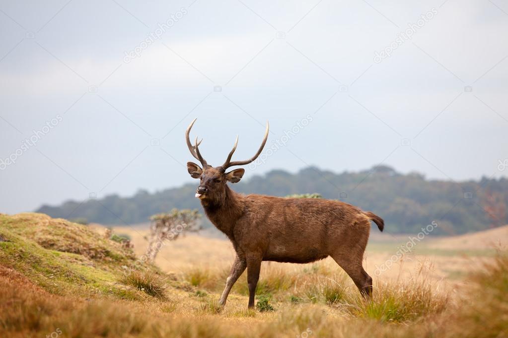 Sri Lankan sambar deer in Horton Plains national park