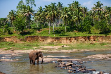 Elephants of Pinnawala elephant orphanage bathing in river clipart