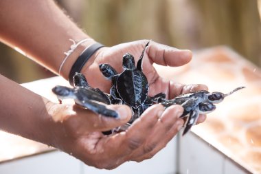 Yeni taranmış bebek kaplumbağa Deniz kaplumbağaları Conse, insanların elinde