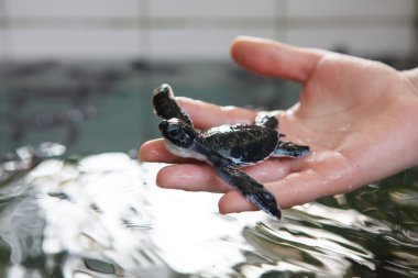 Newly hatched baby turtle in humans hands at Sea Turtles Conserv clipart