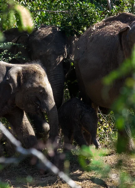 Un piccolo vitello elefante si nasconde dietro sua madre nella nazione di Yala — Foto Stock