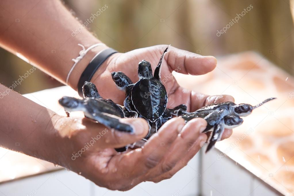 Newly hatched babies turtle in humans hands at Sea Turtles Conse