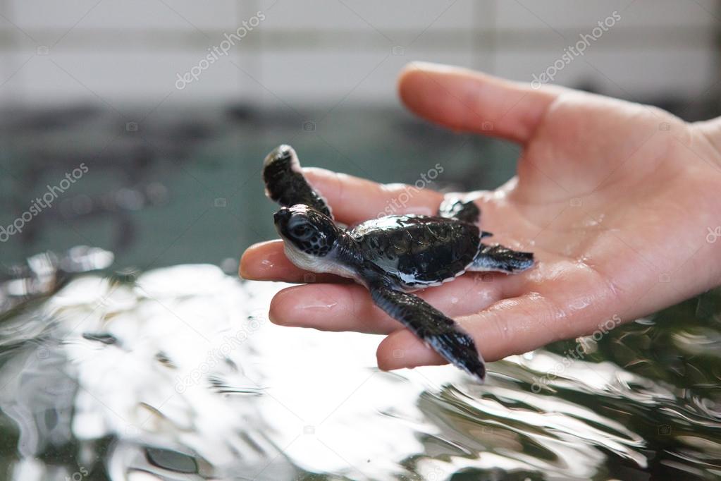 Newly hatched baby turtle in humans hands at Sea Turtles Conserv