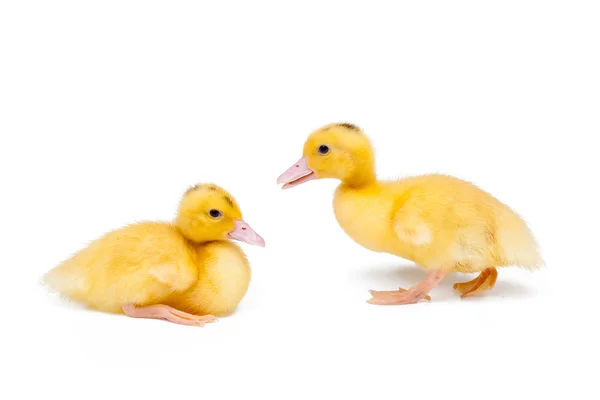 Dois patinhos no fundo branco — Fotografia de Stock