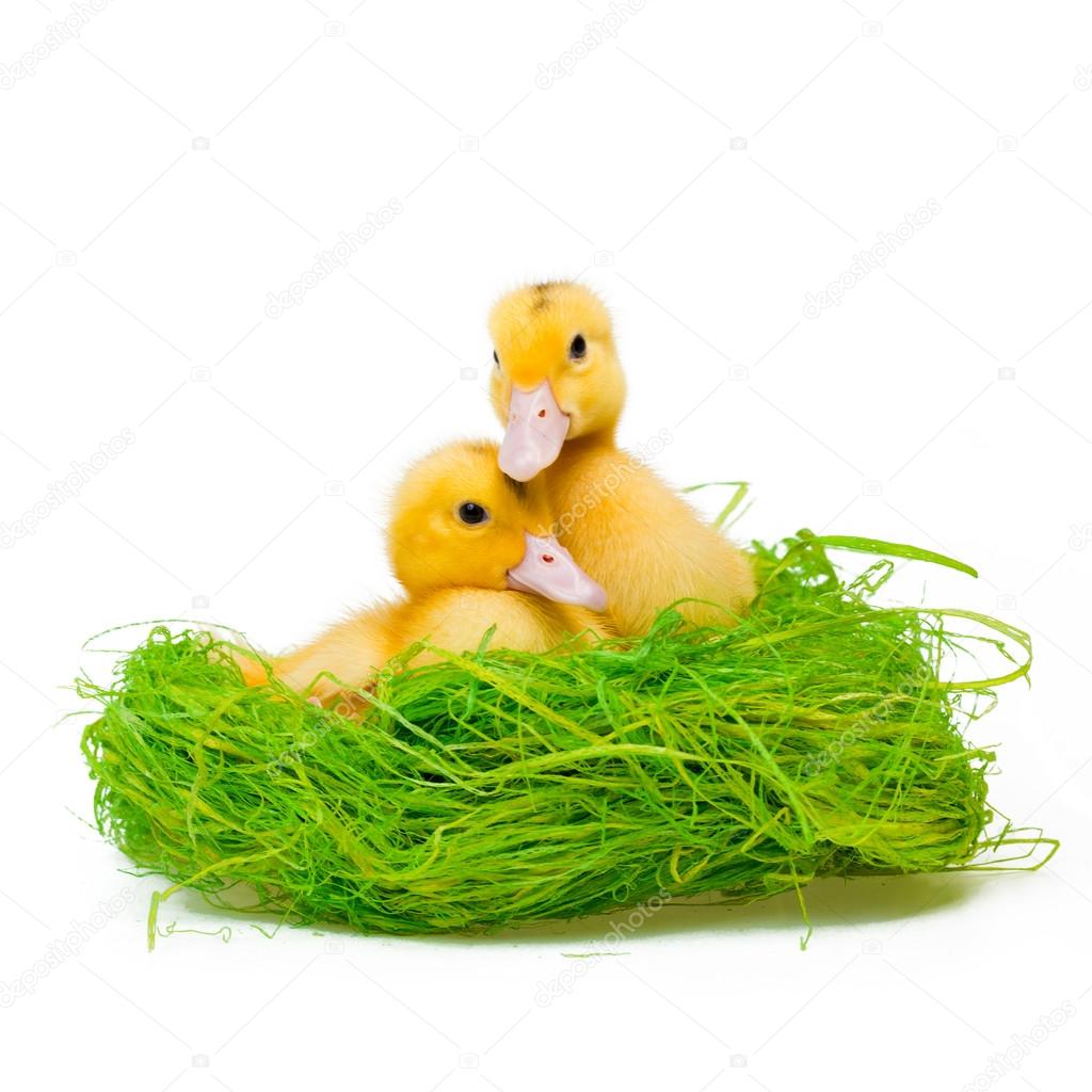 Two yellow little ducks in hay nest on white background