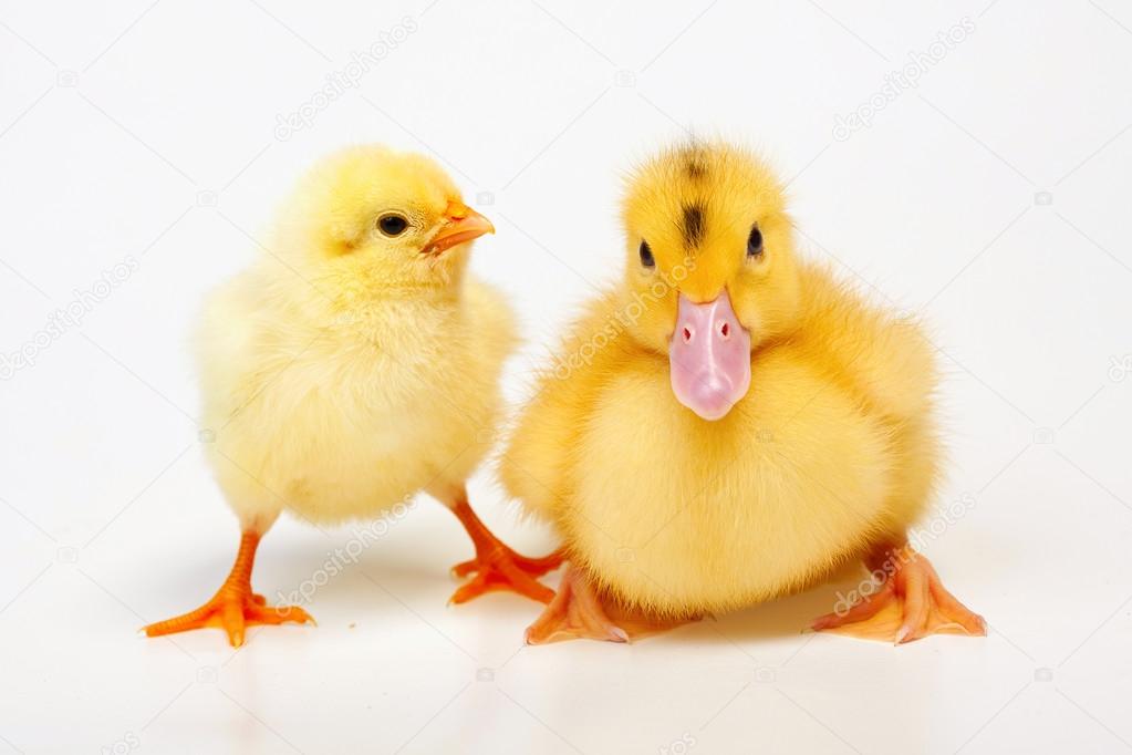 Chicken and duck on white background