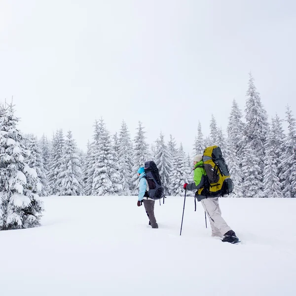 Hiker in the winter forest — Stock Photo, Image