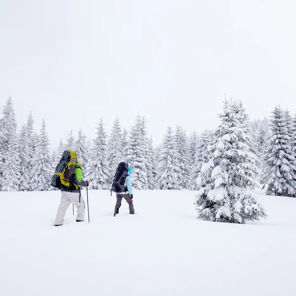 Turysta w lesie zimą — Zdjęcie stockowe
